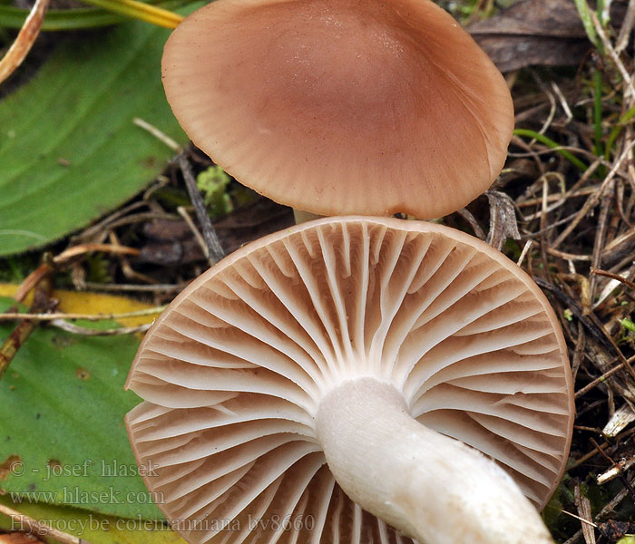 Voskovka Colemannova Hygrocybe colemanniana