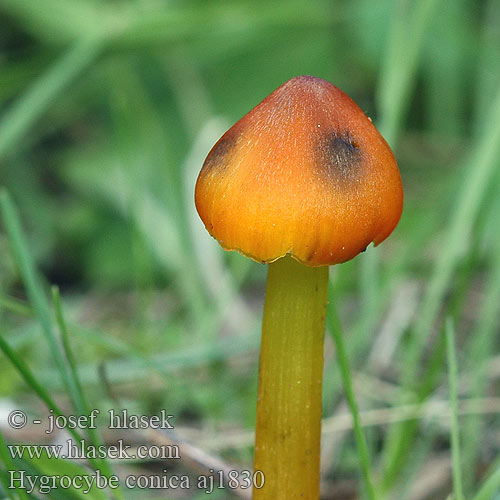 Hygrocybe conica Šťavnatka kuželovitá Voskovka Schwärzender Saftling Wilgotnica czerniejąca Kegeliger Saftling Hygrophore conique Chapelle bois Lúčnica kuželovitá Zwartwordende wasplaat Kartiovahakas ヤケノアカヤマタケ（ Kúpos nedűgomba Kjeglevokssopp Гигроцибе коническая чернеющая Cone-shaped Waxy Cap Koničasta vlažnica Crveno-crna vlažnica Toppvaxing