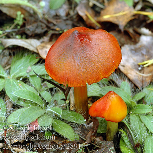 Hygrocybe conica Wilgotnica czerniejąca Kegeliger Saftling Hygrophore conique Chapelle bois Lúčnica kuželovitá Zwartwordende wasplaat Kartiovahakas ヤケノアカヤマタケ（ Kúpos nedűgomba Kjeglevokssopp Гигроцибе коническая чернеющая Cone-shaped Waxy Cap Koničasta vlažnica Crveno-crna vlažnica Toppvaxing Šťavnatka kuželovitá Voskovka Schwärzender Saftling