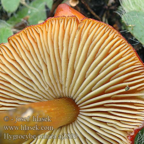 Hygrocybe conica Lúčnica kuželovitá Zwartwordende wasplaat Kartiovahakas ヤケノアカヤマタケ（ Kúpos nedűgomba Kjeglevokssopp Гигроцибе коническая чернеющая Cone-shaped Waxy Cap Koničasta vlažnica Crveno-crna vlažnica Toppvaxing Šťavnatka kuželovitá Voskovka Schwärzender Saftling Wilgotnica czerniejąca Kegeliger Saftling Hygrophore conique Chapelle bois