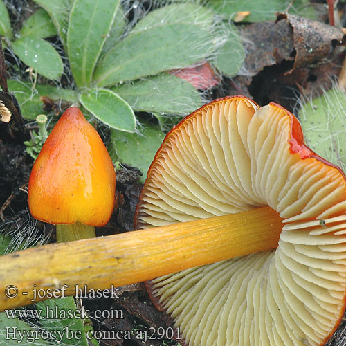 Hygrocybe conica ヤケノアカヤマタケ（ Kúpos nedűgomba Kjeglevokssopp Гигроцибе коническая чернеющая Cone-shaped Waxy Cap Koničasta vlažnica Crveno-crna vlažnica Toppvaxing Šťavnatka kuželovitá Voskovka Schwärzender Saftling Wilgotnica czerniejąca Kegeliger Saftling Hygrophore conique Chapelle bois Lúčnica kuželovitá Zwartwordende wasplaat Kartiovahakas