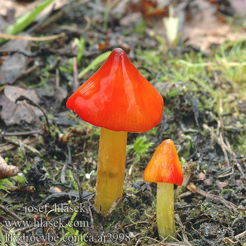 Hygrocybe conica Cone-shaped Waxy Cap Koničasta vlažnica Crveno-crna vlažnica Toppvaxing Šťavnatka kuželovitá Voskovka Schwärzender Saftling Wilgotnica czerniejąca Kegeliger Saftling Hygrophore conique Chapelle bois Lúčnica kuželovitá Zwartwordende wasplaat Kartiovahakas ヤケノアカヤマタケ（ Kúpos nedűgomba Kjeglevokssopp Гигроцибе коническая чернеющая