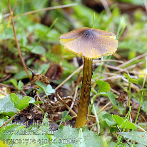 Toppvaxing Šťavnatka kuželovitá Voskovka Schwärzender Saftling Wilgotnica czerniejąca Kegeliger Saftling Hygrophore conique Chapelle bois Lúčnica kuželovitá Zwartwordende wasplaat Kartiovahakas ヤケノアカヤマタケ（ Kúpos nedűgomba Kjeglevokssopp Гигроцибе коническая чернеющая Hygrocybe conica Cone-shaped Waxy Cap Koničasta vlažnica Crveno-crna vlažnica