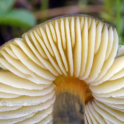 Wilgotnica czerniejąca Kegeliger Saftling Hygrophore conique Chapelle bois Lúčnica kuželovitá Zwartwordende wasplaat Kartiovahakas ヤケノアカヤマタケ（ Kúpos nedűgomba Kjeglevokssopp Гигроцибе коническая чернеющая Hygrocybe conica Cone-shaped Waxy Cap Koničasta vlažnica Crveno-crna vlažnica Toppvaxing Šťavnatka kuželovitá Voskovka Schwärzender Saftling