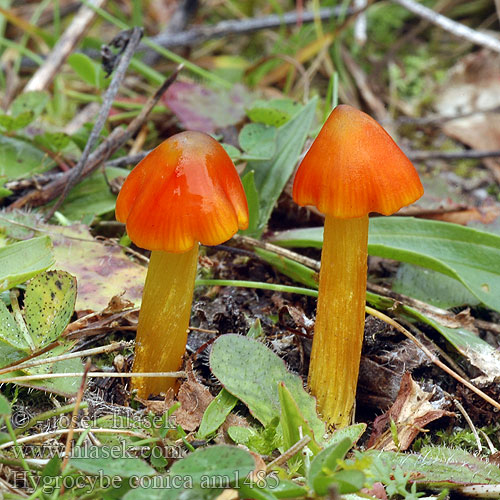 Hygrophore conique Chapelle bois Lúčnica kuželovitá Zwartwordende wasplaat Kartiovahakas ヤケノアカヤマタケ（ Kúpos nedűgomba Kjeglevokssopp Гигроцибе коническая чернеющая Hygrocybe conica Cone-shaped Waxy Cap Koničasta vlažnica Crveno-crna vlažnica Toppvaxing Šťavnatka kuželovitá Voskovka Schwärzender Saftling Wilgotnica czerniejąca Kegeliger Saftling