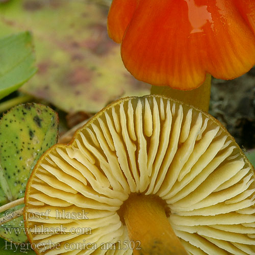 Kúpos nedűgomba Kjeglevokssopp Гигроцибе коническая чернеющая Hygrocybe conica Cone-shaped Waxy Cap Koničasta vlažnica Crveno-crna vlažnica Toppvaxing Šťavnatka kuželovitá Voskovka Schwärzender Saftling Wilgotnica czerniejąca Kegeliger Saftling Hygrophore conique Chapelle bois Lúčnica kuželovitá Zwartwordende wasplaat Kartiovahakas ヤケノアカヤマタケ（