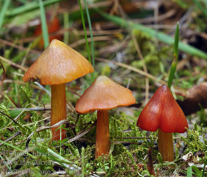 Гигроцибе коническая чернеющая Hygrocybe conica Cone-shaped Waxy Cap Koničasta vlažnica Crveno-crna vlažnica Toppvaxing Šťavnatka kuželovitá Voskovka Schwärzender Saftling Wilgotnica czerniejąca Kegeliger Saftling Hygrophore conique Chapelle bois Lúčnica kuželovitá Zwartwordende wasplaat Kartiovahakas ヤケノアカヤマタケ（ Kúpos nedűgomba Kjeglevokssopp