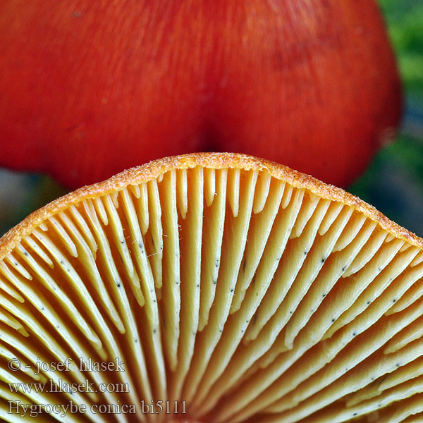 Cone-shaped Waxy Cap Koničasta vlažnica Crveno-crna vlažnica Toppvaxing Šťavnatka kuželovitá Voskovka Schwärzender Saftling Wilgotnica czerniejąca Kegeliger Saftling Hygrophore conique Chapelle bois Lúčnica kuželovitá Zwartwordende wasplaat Kartiovahakas ヤケノアカヤマタケ（ Kúpos nedűgomba Kjeglevokssopp Гигроцибе коническая чернеющая Hygrocybe conica