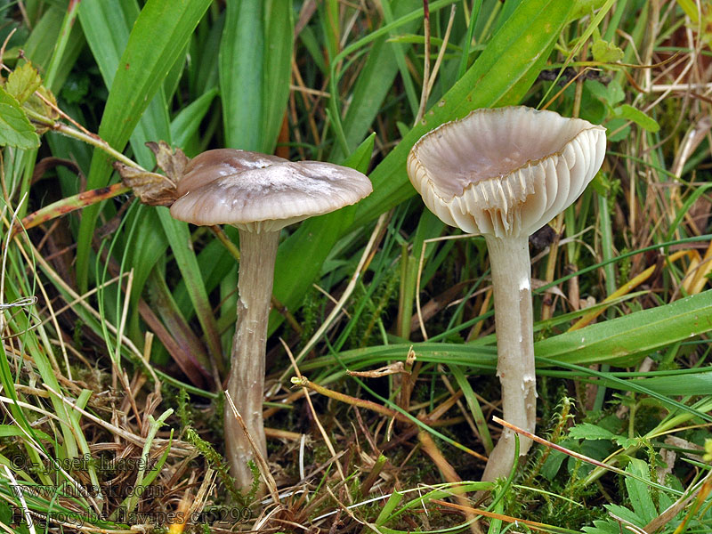 Hygrocybe flavipes Voskovka žlutonohá Gelbfüßiger Ellerling