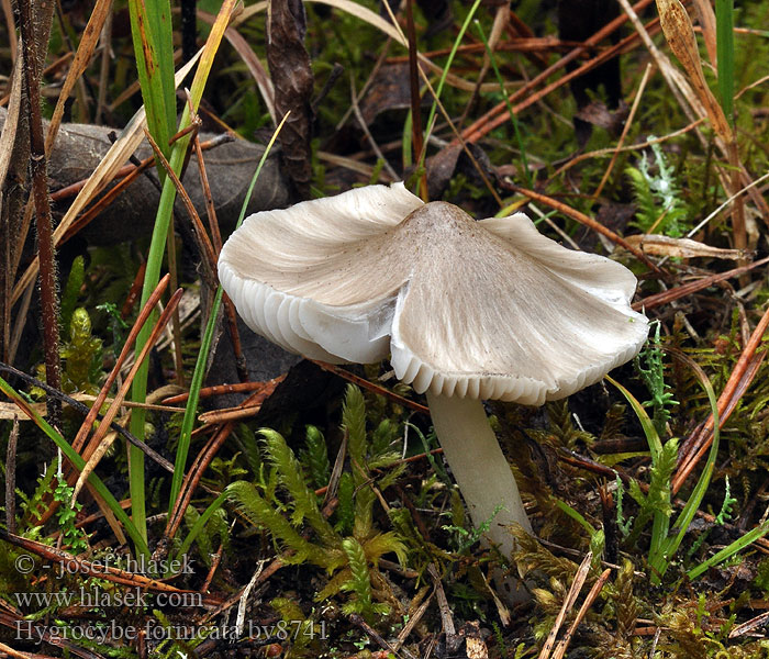 Hygrocybe fornicata Voskovka výstřední Blaßgrauer Ellerling