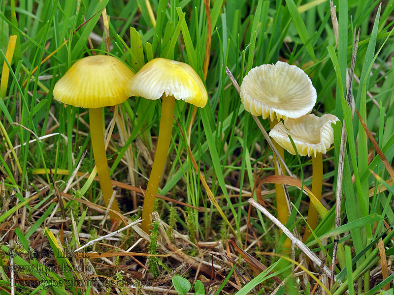 Hygrocybe glutinipes Voskovka kluzkonohá Schleimfußsaftling