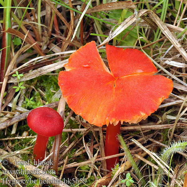 Hygrocybe helobia Vitlöksvaxskivling Lúčnica mokraďová Voskovka bažinná Гигроцибе болотная Wilgotnica torfowiskowa Knoblauch-Saftling Brunfnokket vokssopp Broos Vuurzwammetje Laukkavahakas Hvidløgs-Vokshat