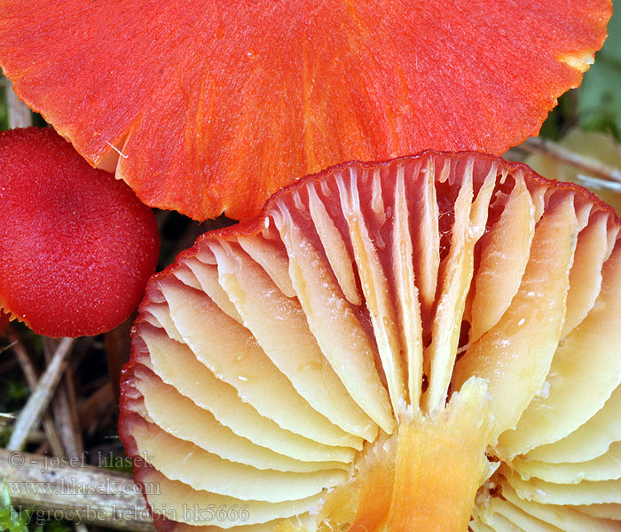 Hygrocybe helobia bk5666