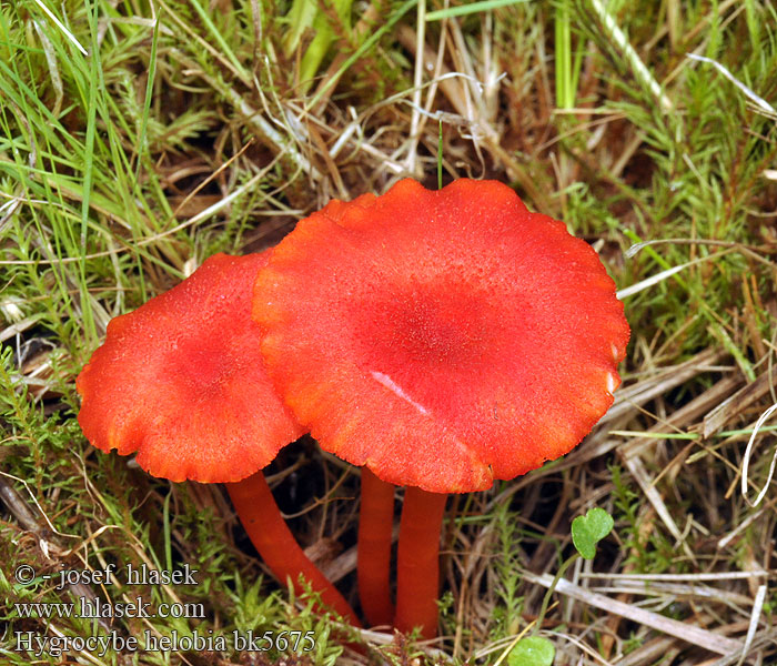 Hygrocybe helobia bk5675