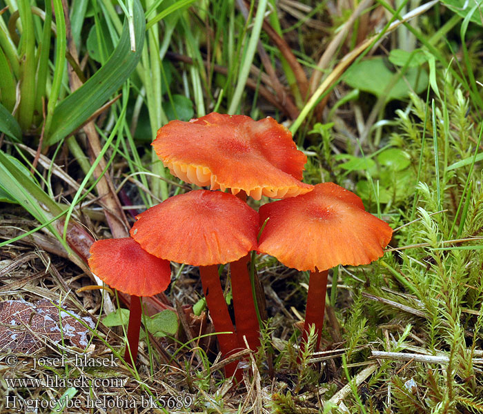 Hygrocybe helobia bk5689