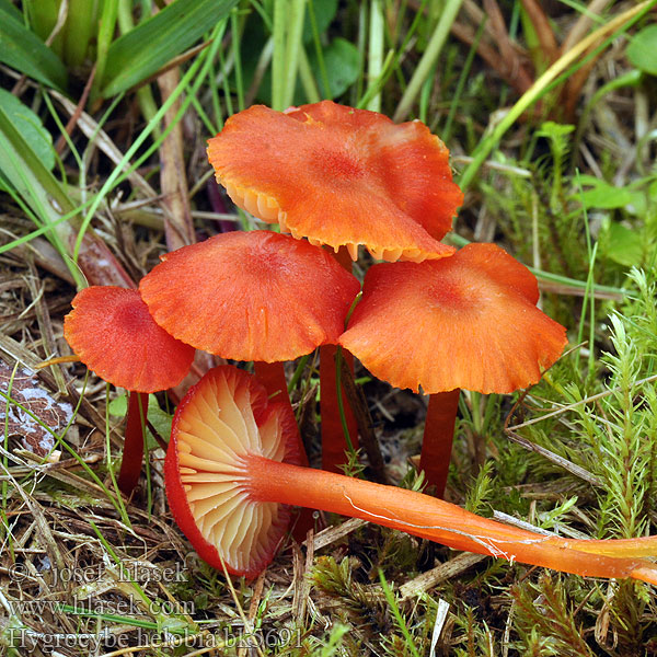 Hygrocybe helobia bk5691