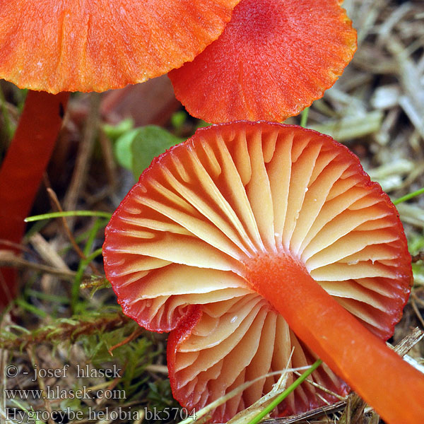 Hygrocybe helobia bk5704