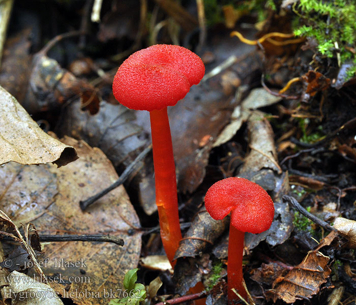 Гигроцибе болотная Wilgotnica torfowiskowa Knoblauch-Saftling Brunfnokket vokssopp Broos Vuurzwammetje Laukkavahakas Hvidløgs-Vokshat Hygrocybe helobia Vitlöksvaxskivling Lúčnica mokraďová Voskovka bažinná