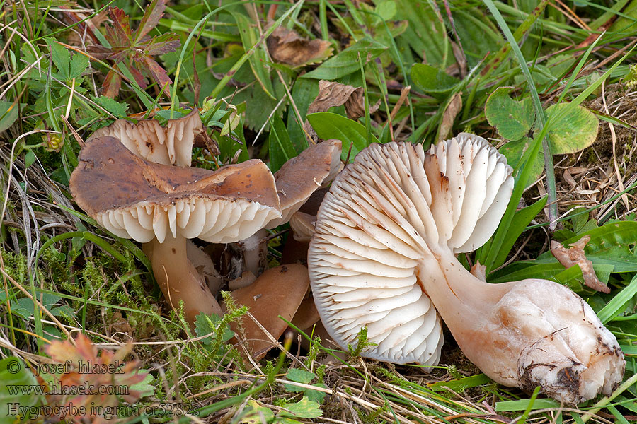 Hygrocybe ingrata Voskovka nemilá Rötender Nitratsaftling