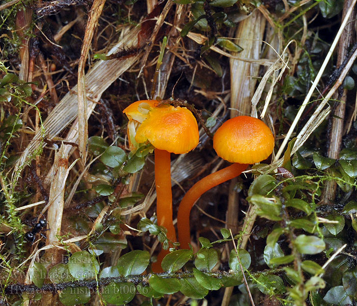 Hygrocybe insipida Voskovka mírná Gelbrandiger Saftling Kabouterwasplaat