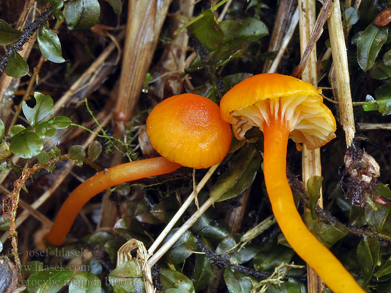 Hygrocybe_insipida_bt0038