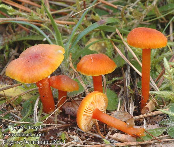 Hygrocybe miniata Vermilion Waxcap Mønje-vokshat mönjävahakas