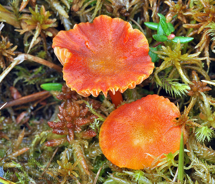 Hygrocybe miniata Hygrophore vermillon Gewoon vuurzwammetje