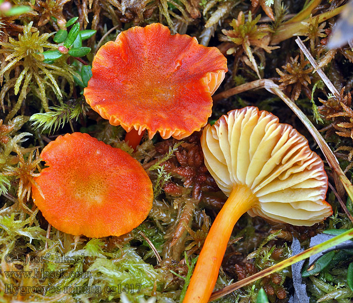 Hygrocybe miniata Lúčnica krvavá Voskovka krvavá