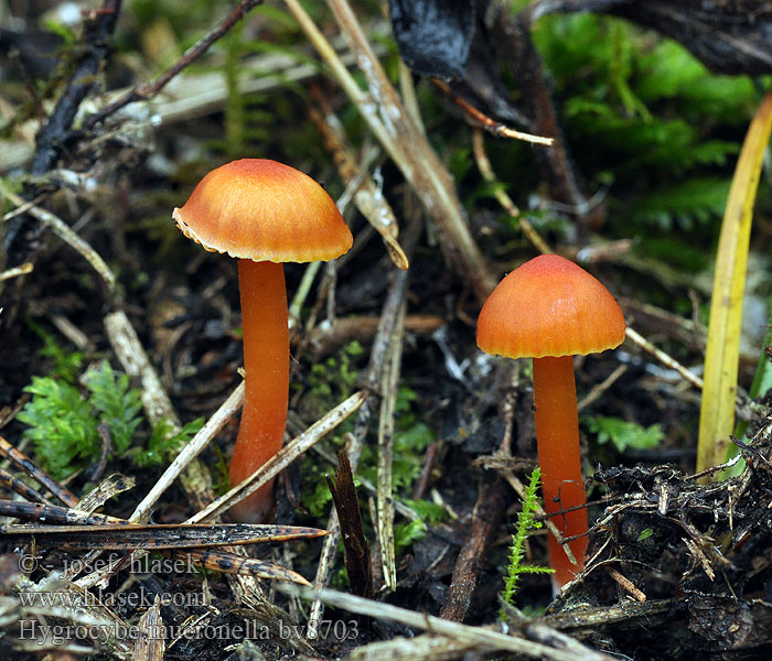 Hygrocybe mucronella Voskovka hořká Гигроцибе остренькая