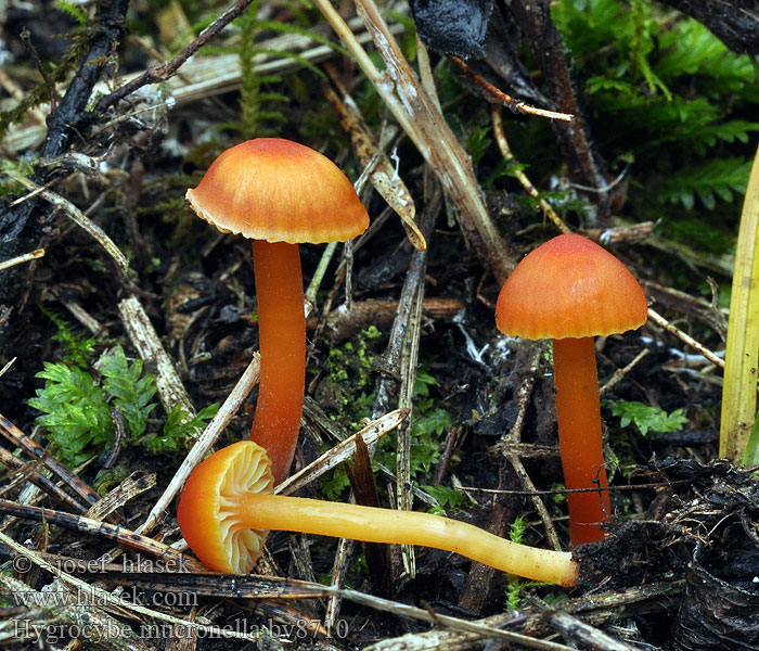 Hygrocybe mucronella Bitterer Saftling Bitter Waxcap