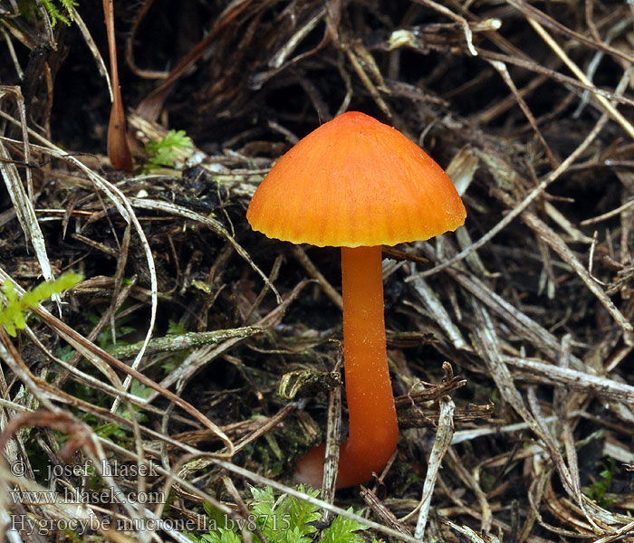 Hygrocybe mucronella Bittere wasplaat Keserű nedűgomba