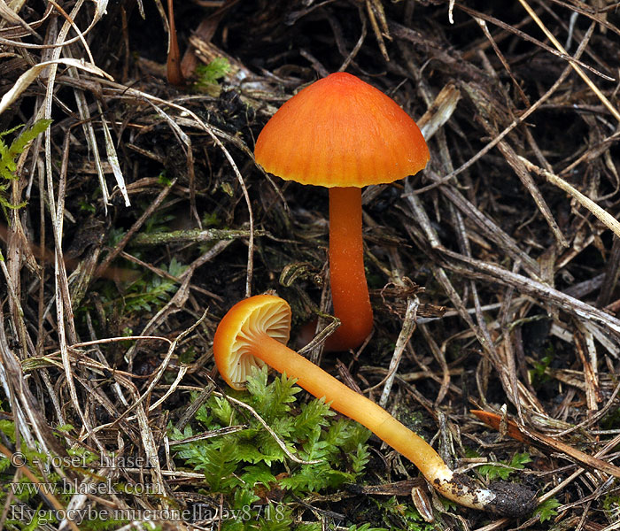 Hygrocybe mucronella Wilgotnica szerokoblaszkowa