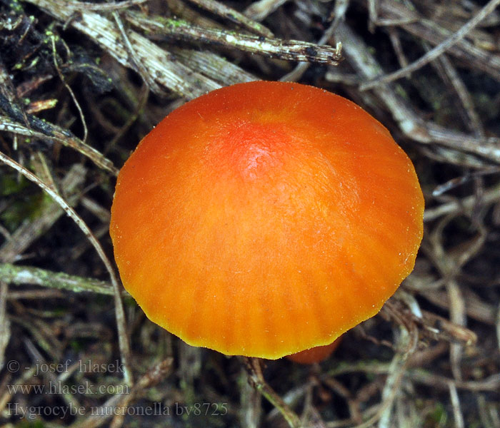 Hygrocybe mucronella Lúčnica horká Bitter Vokshat