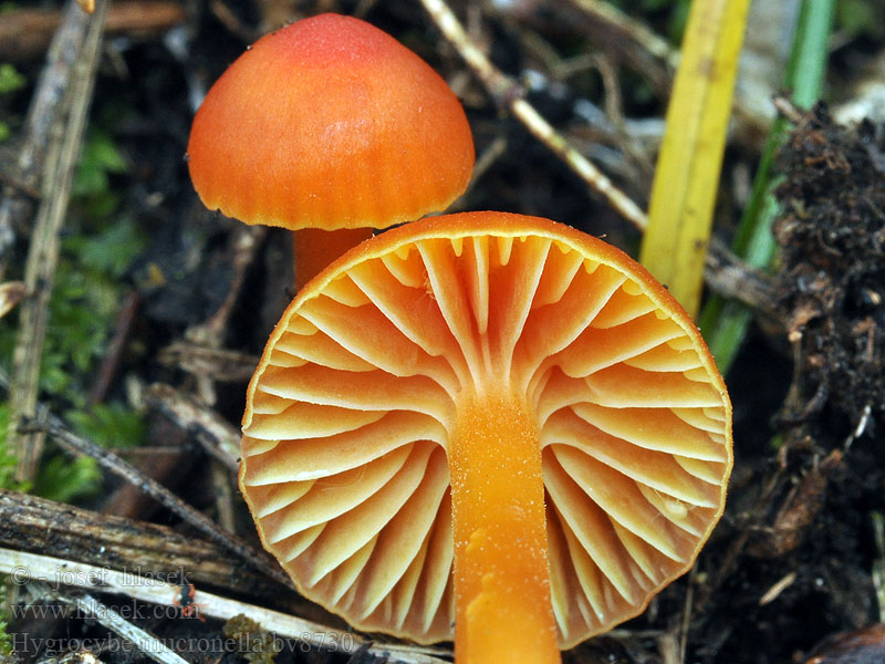 Hygrocybe mucronella Bitter vaxskivling Karvasvahakas