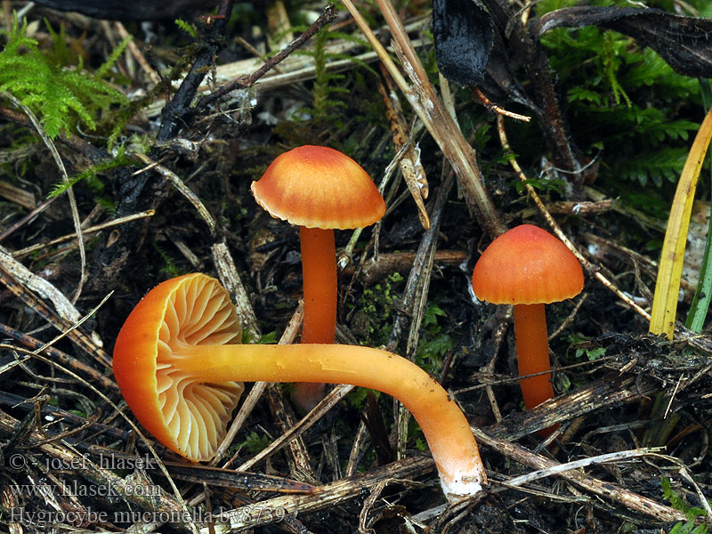 Hygrocybe mucronella Hygrophore mucroné Bittervokssopp