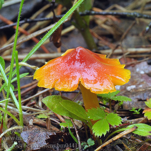 Hygrocybe persistens Voskovka stálá Safrangelber Saftling Persistent Waxcap Spetsvaxskivling Lúčnica hrotitá Гигроцибе остроконическая Wilgotnica ostrostożkowata Sáfrányos nedűgomba Puntmutswasplaat Suippuvahakas