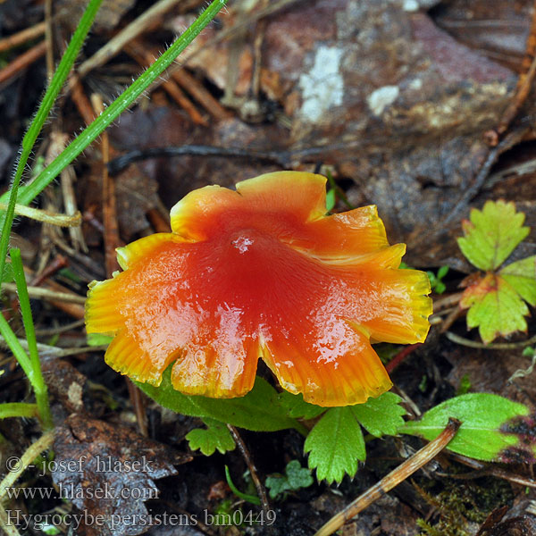 Persistent Waxcap Spetsvaxskivling Lúčnica hrotitá Гигроцибе остроконическая Wilgotnica ostrostożkowata Sáfrányos nedűgomba Puntmutswasplaat Suippuvahakas Hygrocybe persistens Voskovka stálá Safrangelber Saftling