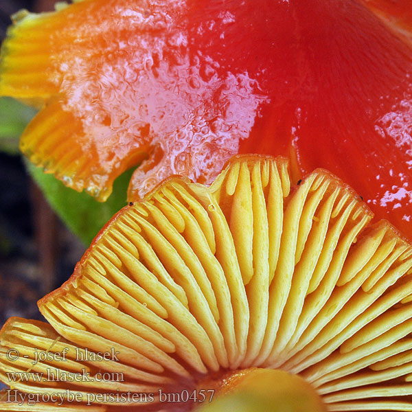 Hygrocybe persistens bm0457