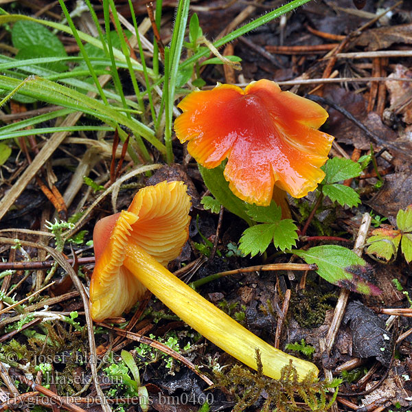 Sáfrányos nedűgomba Puntmutswasplaat Suippuvahakas Hygrocybe persistens Voskovka stálá Safrangelber Saftling Persistent Waxcap Spetsvaxskivling Lúčnica hrotitá Гигроцибе остроконическая Wilgotnica ostrostożkowata