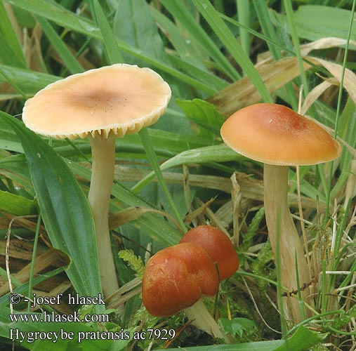 Hygrocybe pratensis Šťavnatka luční Voskovka Wilgotnica