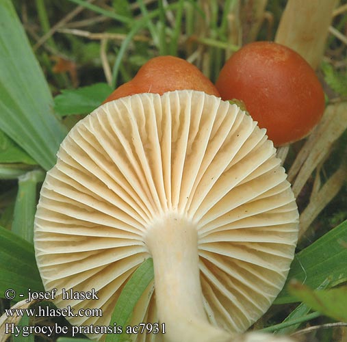 Hygrocybe pratensis Lúčnica lúčna Bleg vokshat Ängsvaxing