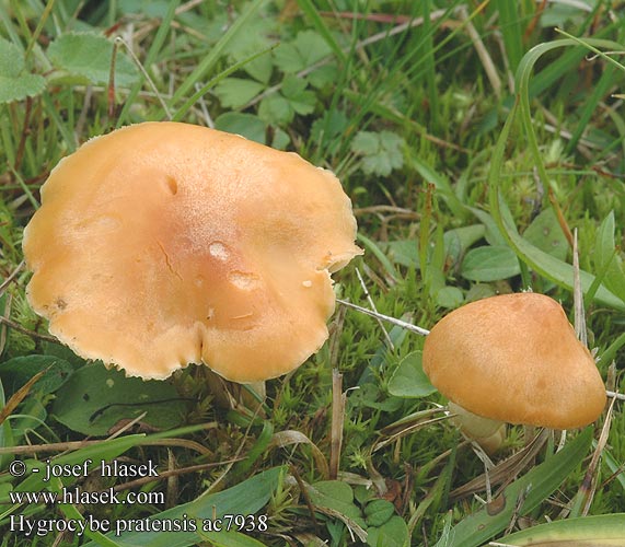 Hygrocybe pratensis Weidewasplaat Hygrophore prés Engvokssopp