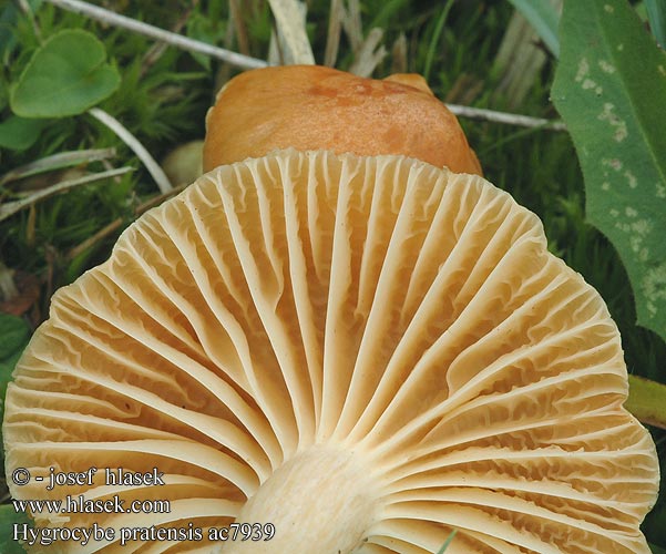 Hygrocybe pratensis Гигроцибе луговая