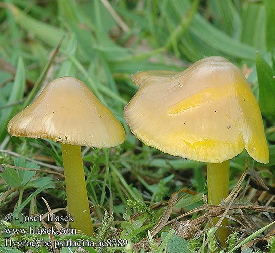 Hygrocybe psittacina Voskovka papouščí Papageiensaftling