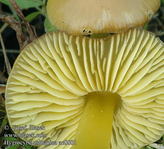 Hygrocybe psittacina Wilgotnica papuzia Lúčnica žltozelená