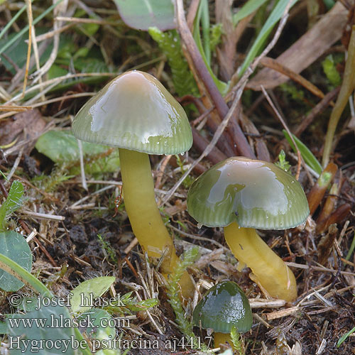 Hygrophorus pisttacinus Hygróforo verde Hygrophore perroquet