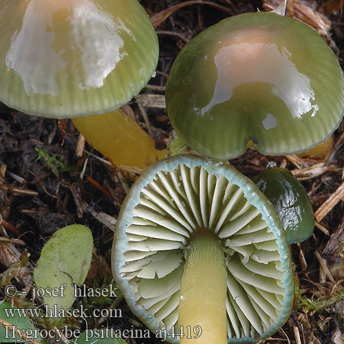 Hygrocybe psittacina aj4419