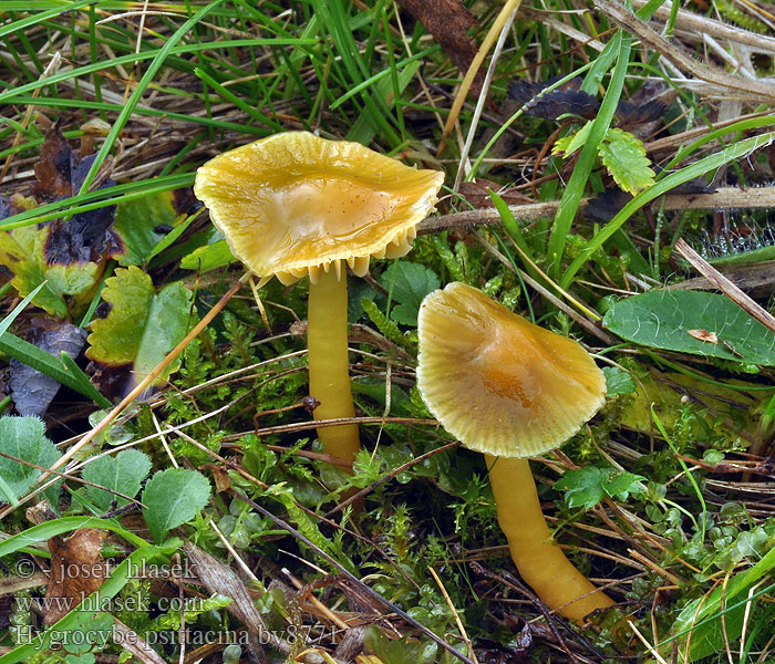 Hygrocybe psittacina Grønn vokssopp Гигроцибе попугайская