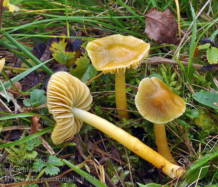 Hygrocybe psittacina Papagajska vlažnica Papegojvaxing