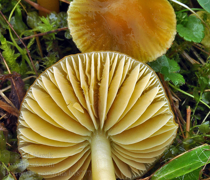 Hygrocybe psittacina Voskovka papouščí